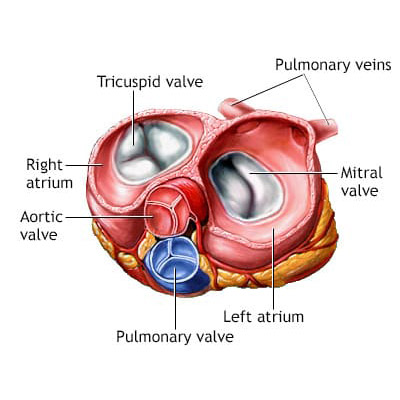Heart Valves Anatomy & Function